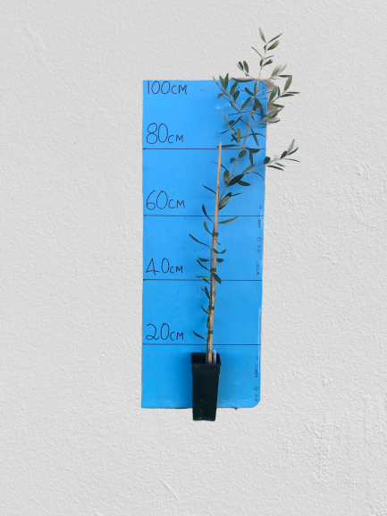 Olive Tree Frantoio